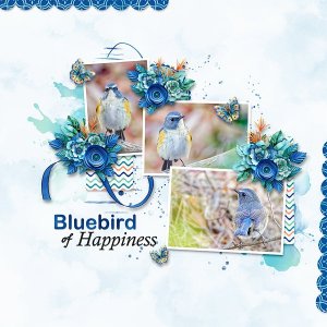 Bluebird-of-Happiness.jpg