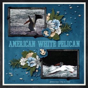 American White Pelican small.jpg