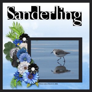 Sanderling small.jpg