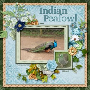 Indian Peafowl 2 small.jpg