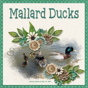 Mallard Ducks 2 small.jpg