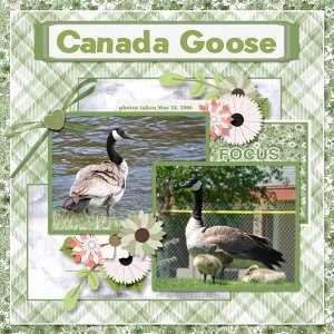 Cananda Goose 2 small.jpg