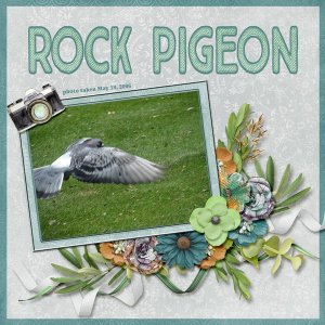 Rock Pigeon small.jpg