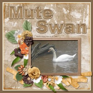 Mute Swan small.jpg