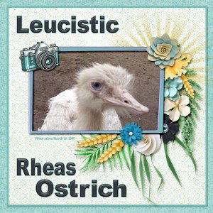 Leucistic Rheas Ostrich small.jpg