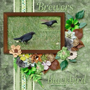 Brewers Blackbird small.jpg