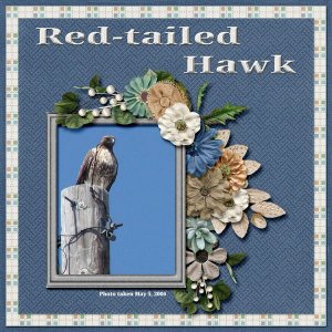 Red-tailed Hawk small.jpg