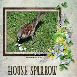 House Sparrow 2 small.jpg