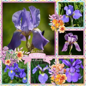 Elegant iris.jpg