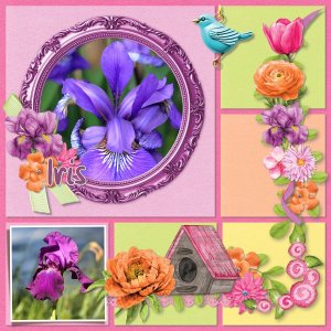 iris.jpg