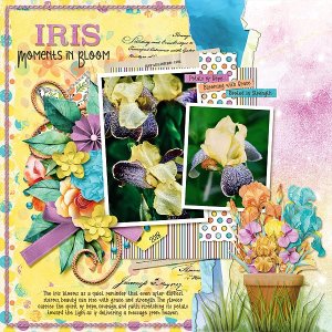 Iris, Moments in Bloom