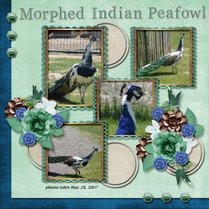 Morphed-Indian-Peafowl.jpg