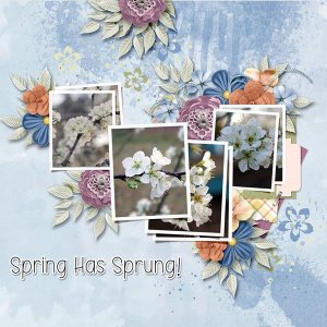 Spring Has Sprung