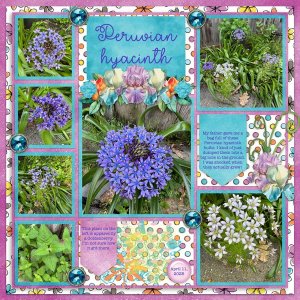Peruvian Hyacinth