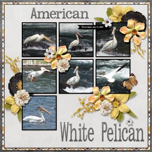 American White Pelican SMALL.jpg
