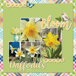 Daffodils 4-22-25