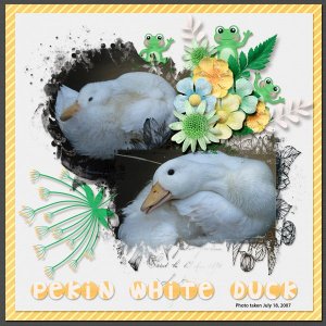 Pekin White Duck small.jpg