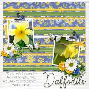 Daffodils