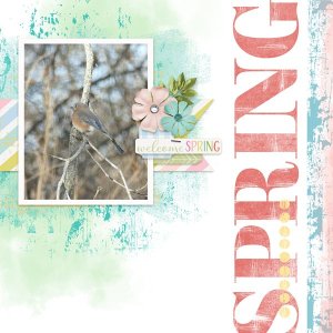 1st Bluebird of Spring