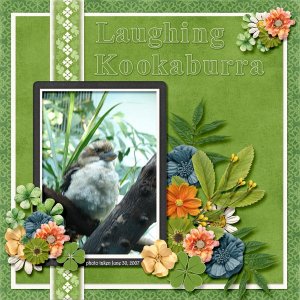 Laughing Kookaburra small.jpg