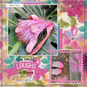 bombax-blooming-webv.jpg
