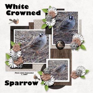 White-Crowned-Sparrow.jpg