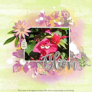 Bloom