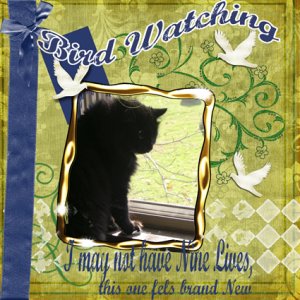 pop-culture-Music_Bird watching