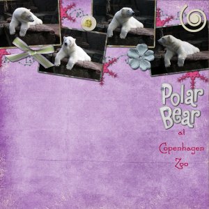 Polar Bears