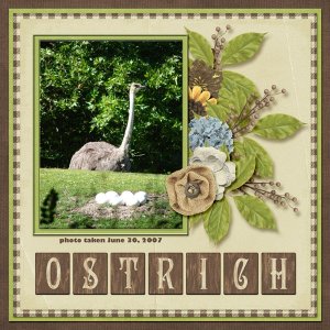 Ostrich small.jpg