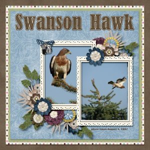 Swanson Hawk small.jpg