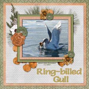 Ring-billed Gull small.jpg