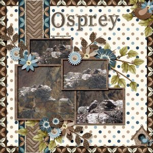 Osprey small.jpg