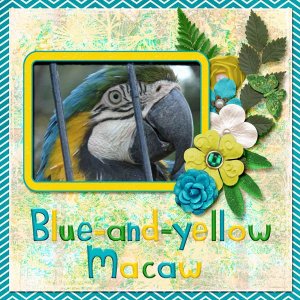 Blue-and-yellow Macaw small.jpg