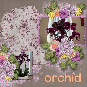 Orchid