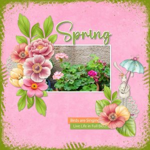 spring geraniums.jpg