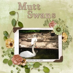 Mutt Swans small.jpg