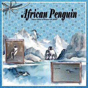 African Penguin 07 small.jpg