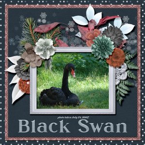 Black Swan 07 small.jpg