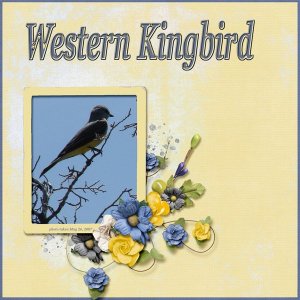 07-05 Western Kingbird small.jpg