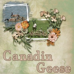 07-05 Canadian Geese small.jpg