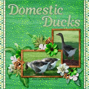 07-09 Domestic Duck small.jpg