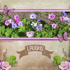 Anemone Flowers