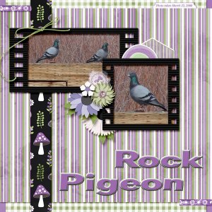 08-03-Rock Pigeon small.jpg