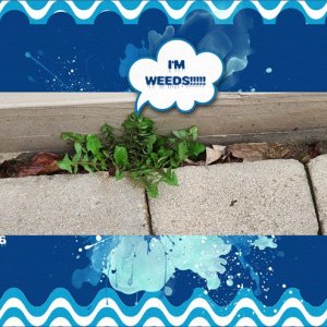 I'm-Weeds!!!!