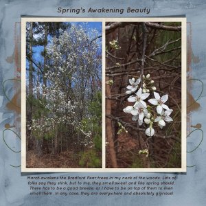 Spring's Awakening Beauty