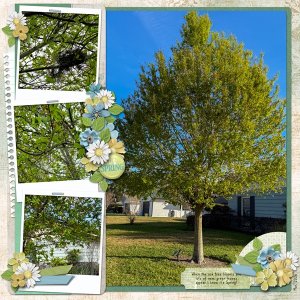 Spring Oak