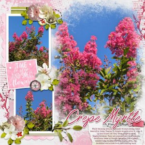 Crepe Myrtle