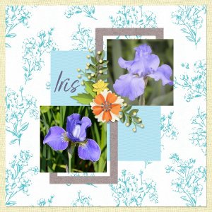 Iris.jpg