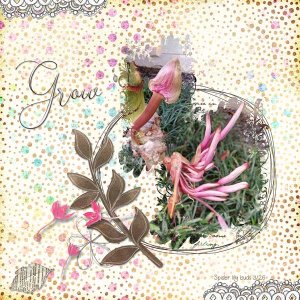 spider-Lily-Buds-webv.jpg